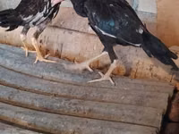 Guinea fowl — photo 3