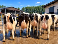 母牛, Holstein breed — 照片 1
