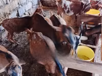बकरियाँ (लॉट, लिंग निर्दिष्ट नहीं), Alpine goat — फ़ोटो 2