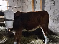 Cow, Swiss cattle — photo 1