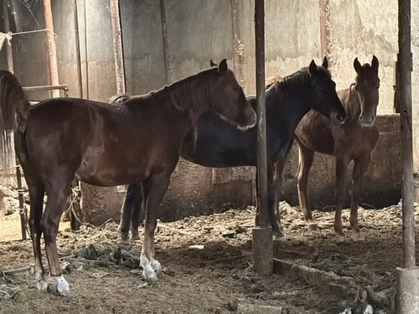 Hengst, Horse breed