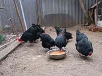 أوسترالورب — الصورة 3