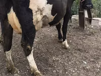 بقرة, Russian Black pied cattle — الصورة 5
