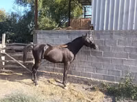 Horse (M), Friesian sport horse — photo 3