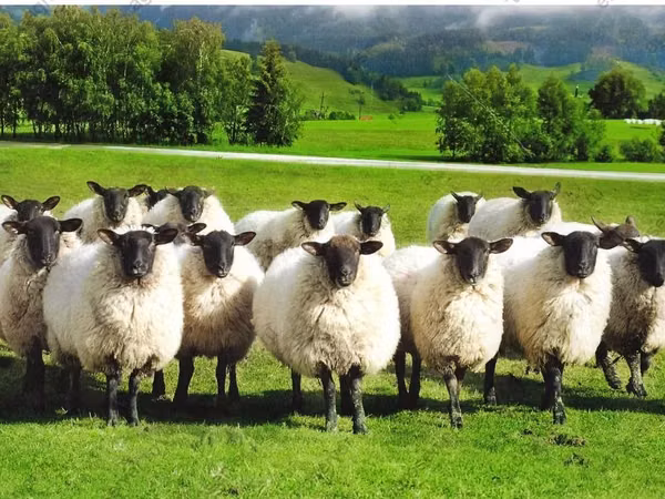 母羊, Romanov sheep