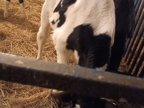 ثور, Russian Black pied cattle