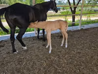 母马, Akhal-Teke — 照片 4