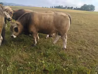 सांड, Aubrac cattle — फ़ोटो 2