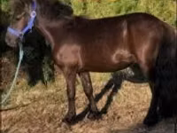 Horse (M), Dutch warmblood horse — photo 2