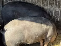 Säue, Schweine — Foto 5