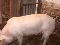 Schweine (Partie, Geschlecht nicht angegeben) — Foto 3