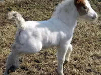 Yegua, Miniature horse — foto 7