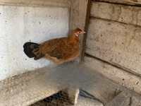 Chickens — photo 6