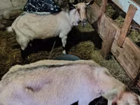 Billy Goat, Goats — photo 1