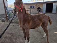घोड़ा, Thoroughbred horse — फ़ोटो 1
