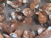 Chickens — फ़ोटो 2