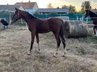 घोड़ा, Dutch warmblood horse — फ़ोटो 8