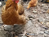 Shamo chickens — photo 3