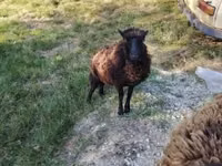 Sheep, Ouessant sheep — photo 6