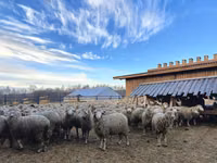 Ram, Kuibyshev sheep — photo 2