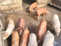 Eber, Schweine — Foto 5
