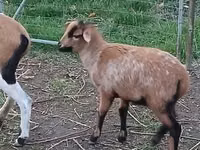 Schaf, Cameroon sheep — Foto 2