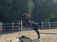 Yegua, Friesian sport horse — foto 3