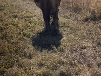 Cow, Alatau breed — photo 5