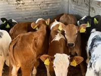 أبقار (دفعة، الجنس غير محدد), Simmental cattle — الصورة 1