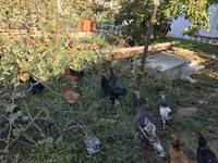 Chickens — फ़ोटो 5