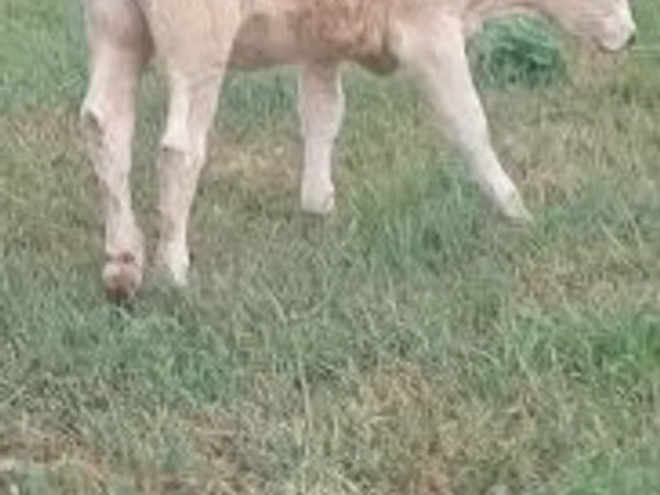 Cow, Charolais cattle
