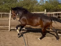 公马, Hanoverian — 照片 5