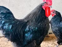 Australorp — photo 4
