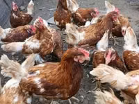 Chickens — 照片 3