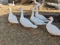 Ducks — الصورة 4
