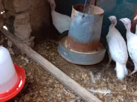 Turkeys — photo 3