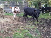 गाय, Russian Black pied cattle — फ़ोटो 5