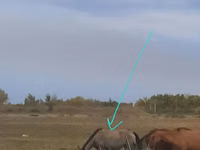 فرس, Priob horse — الصورة 1