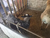 Widder, Rhon sheep — Foto 2