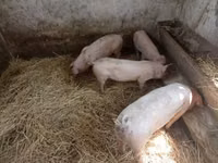 Säue, Schweine — Foto 2
