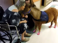 Yegua, Miniature horse — foto 3