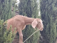 公山羊, Goats — 照片 1