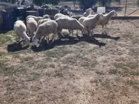 Carnero, Ile-de-France sheep — foto 2