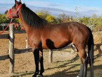 Stute, Hungarian horse breed — Foto 2