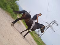 Hengst, Standardbred — Foto 2