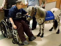 Caballo, Miniature horse — foto 8