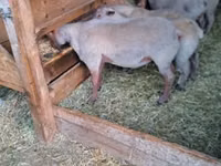 Widder, Rouge de l’Ouest sheep — Foto 1