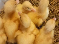 Turkeys — الصورة 8
