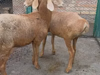 نعجة, Arashan sheep — الصورة 1
