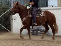 Horse (M), Russian Heavy Draft — photo 1
